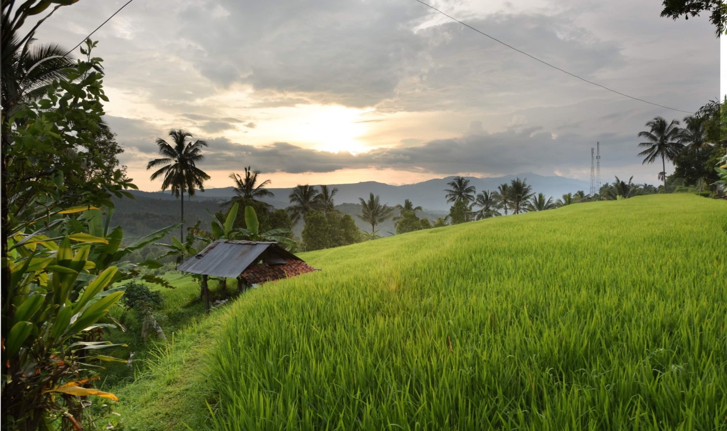 rijstvelden-in-munduk-bali