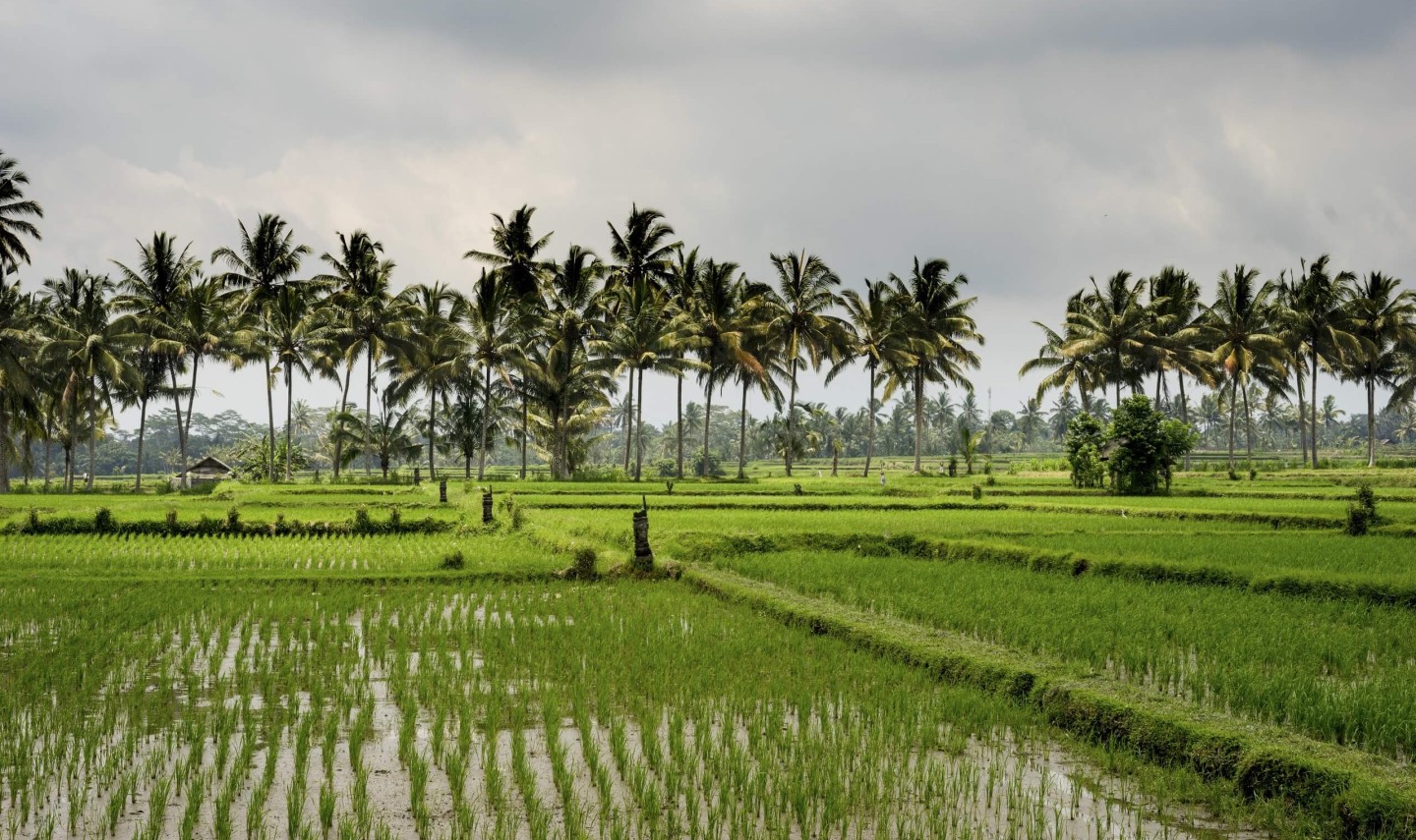 rijstvelden-lovina-bali