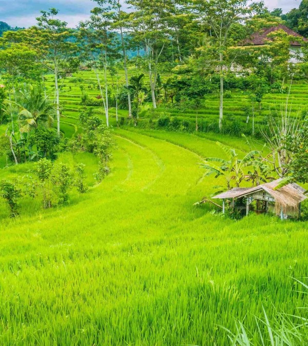 rijstvelden-natuur-sidemen-bali-travel-1