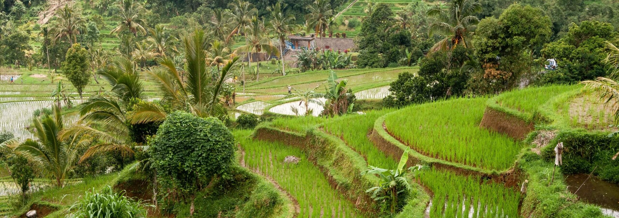 rijstvelden-omgeving-tabanan-balitravel-1