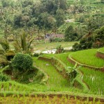 rijstvelden-omgeving-tabanan-balitravel