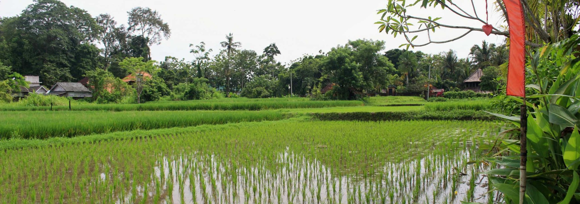 rijstvelden-saren-indah-ubud-balitravel