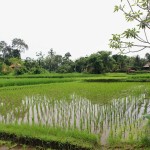 rijstvelden-saren-indah-ubud-balitravel