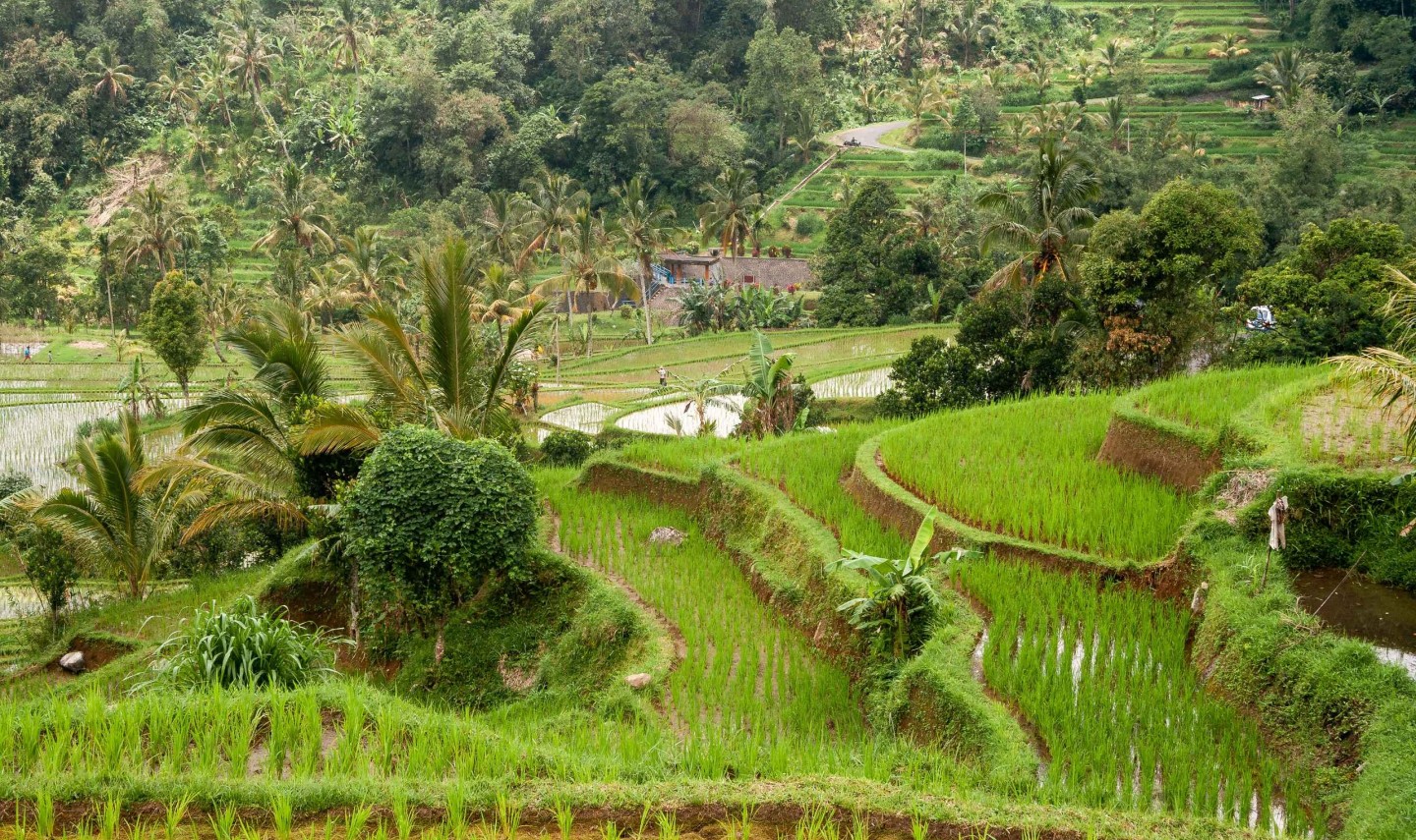 rijstvelden-tabanan-bali-travel