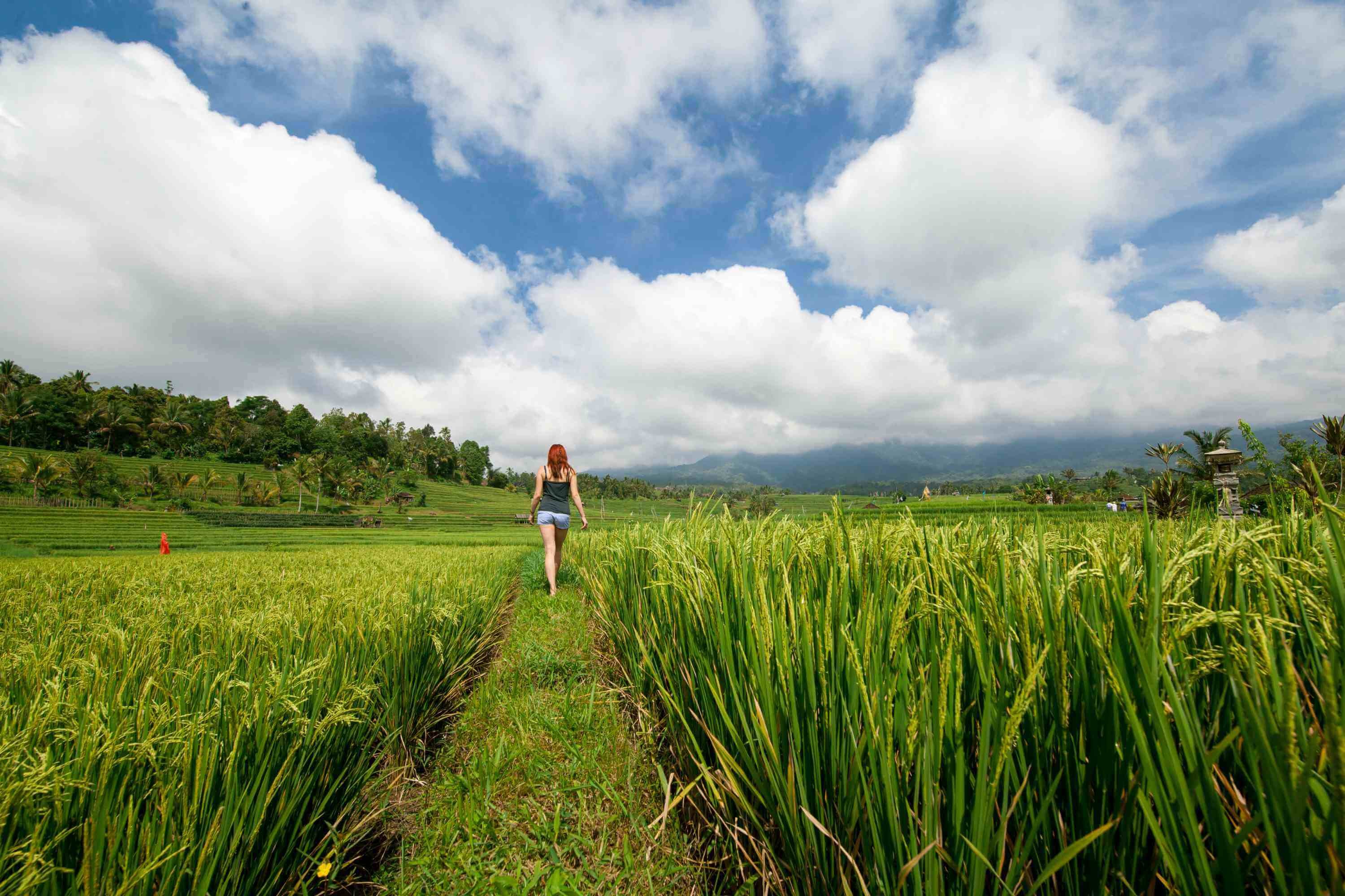 rijstvelden-van-jatiluwih-bali-2