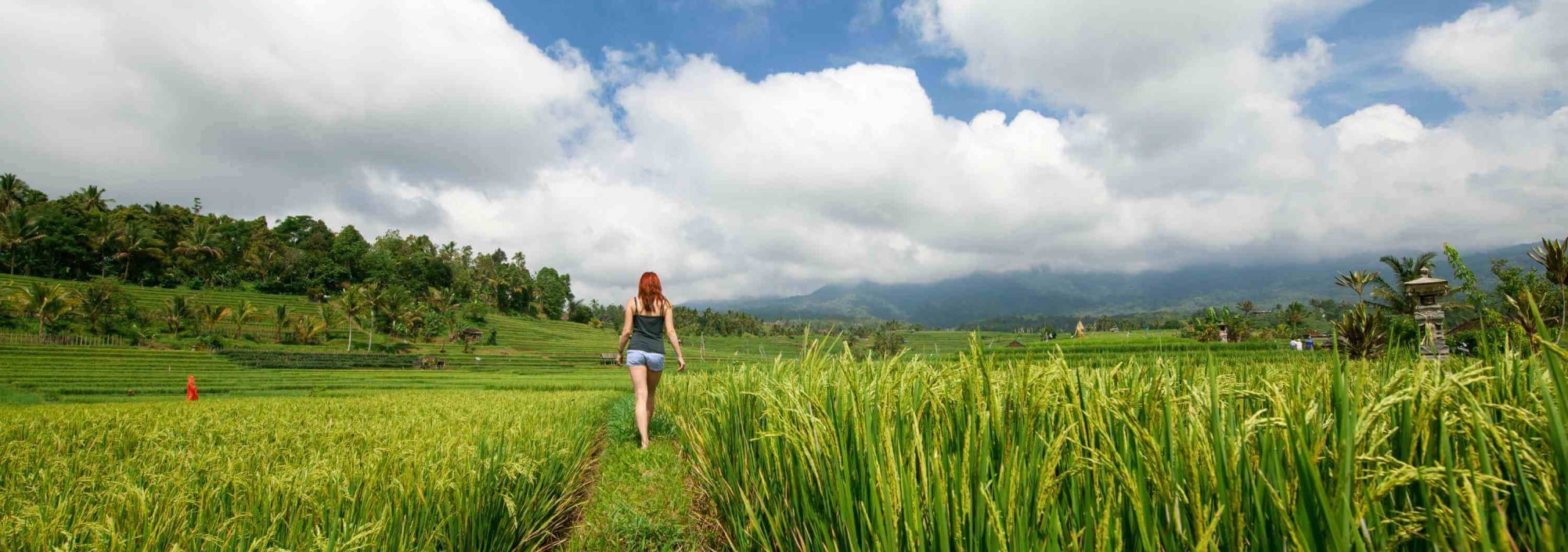 rijstvelden-van-jatiluwih-bali