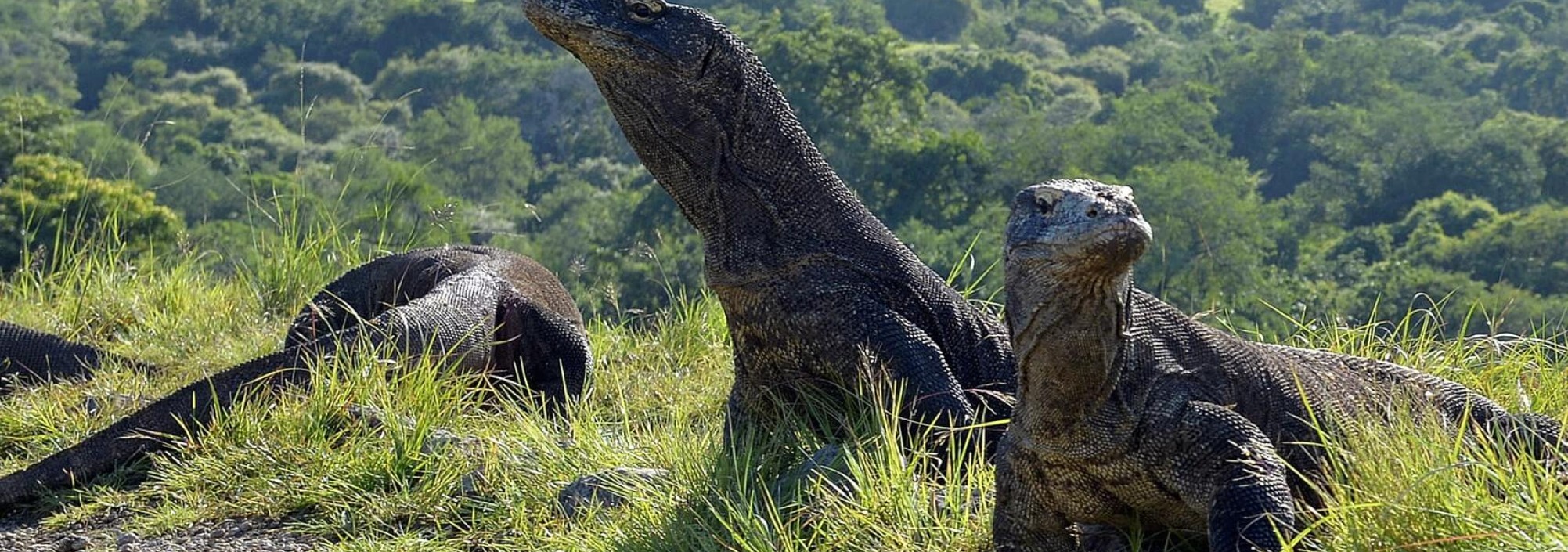 rinca-eiland-komodo-eilanden-varaan