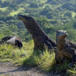 rinca-eiland-komodo-eilanden-varaan