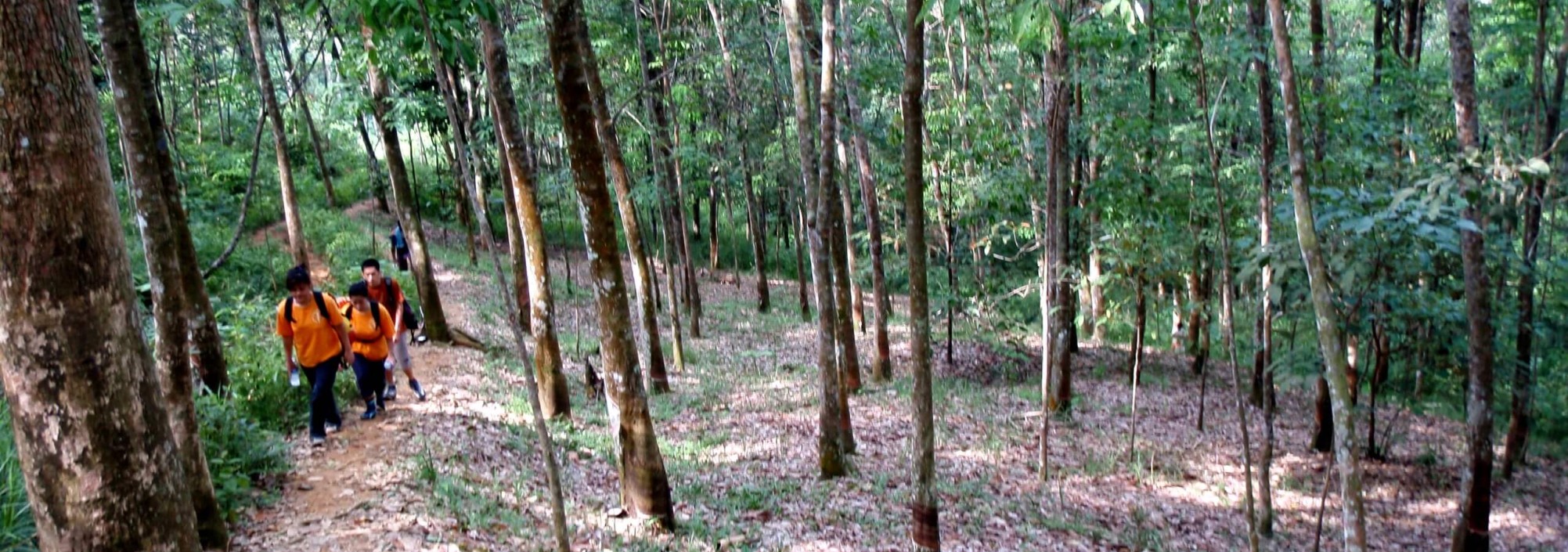 rubber-plantage-bohorok-sumatra