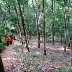 rubber-plantage-bohorok-sumatra