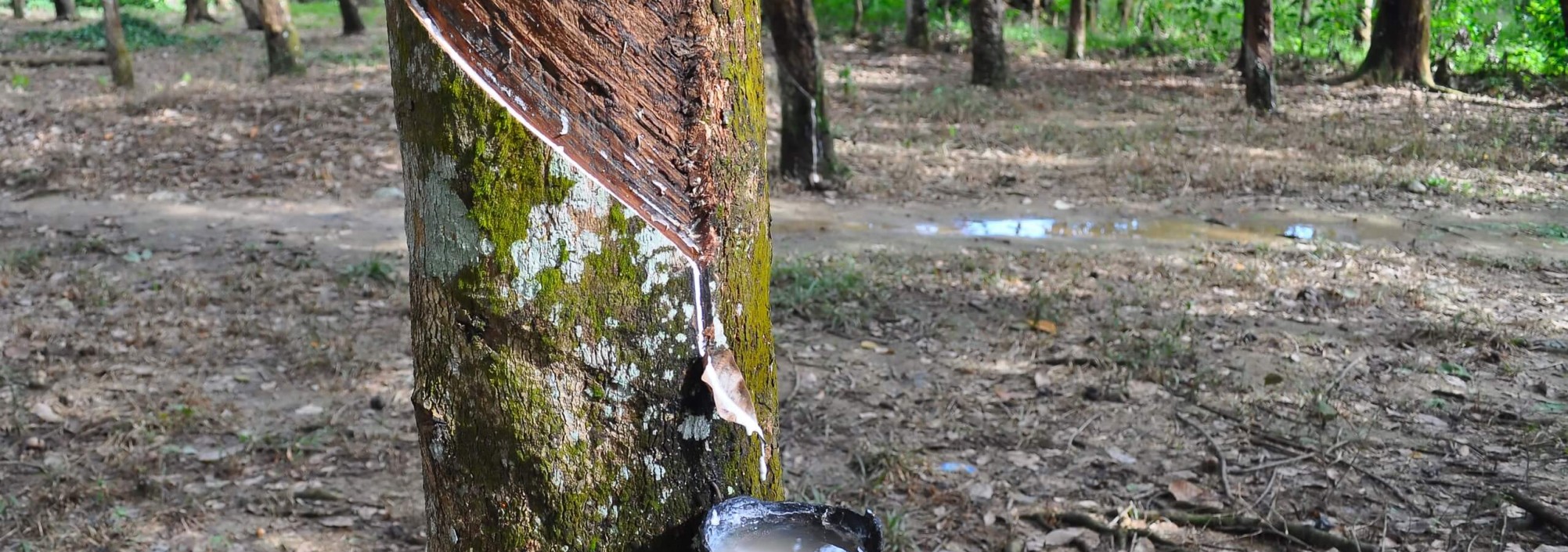 rubberbomen-bukit-lawang-sumatra