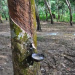 rubberbomen-bukit-lawang-sumatra