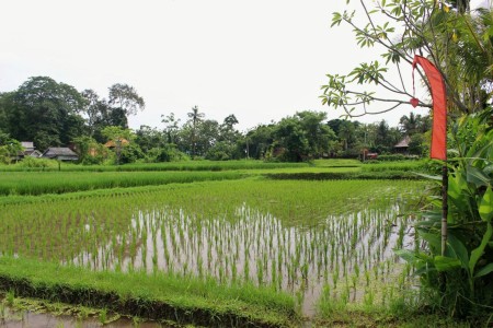 saren-indah-ubud-rijstvelden