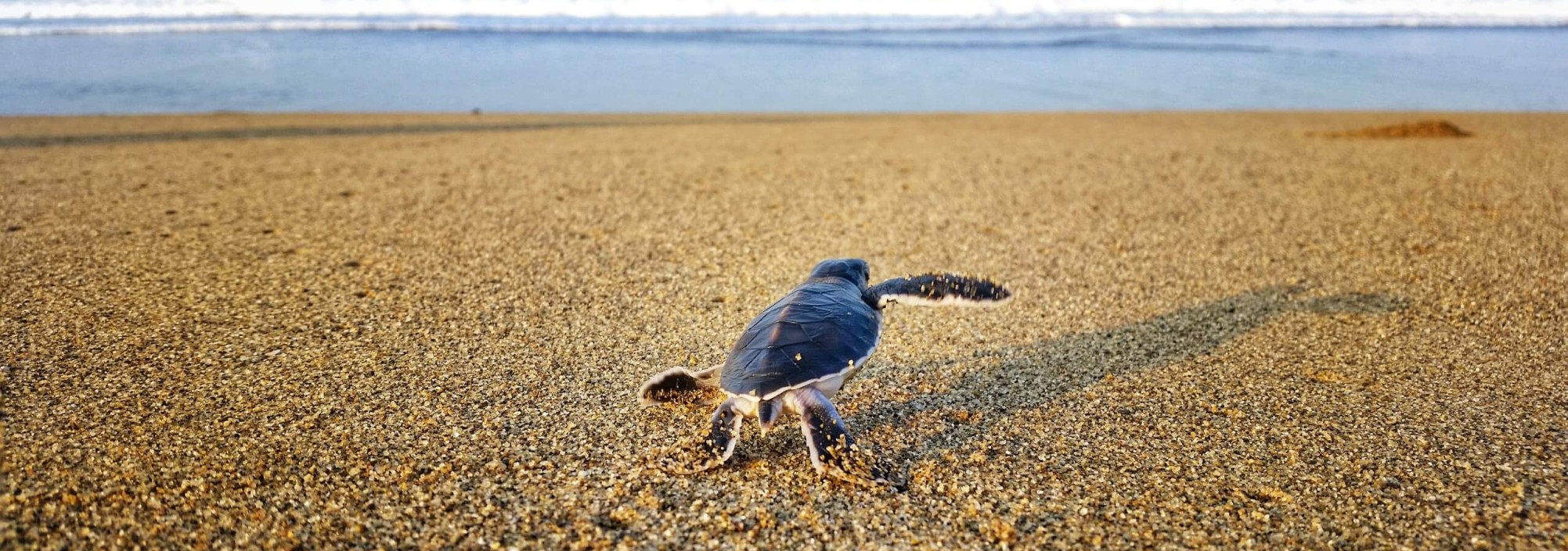 schildpad-strand-sukamade
