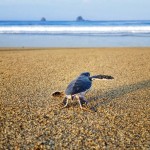 schildpad-strand-sukamade
