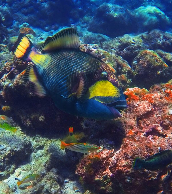 snorkelen-duiken-koraal-amed-bali-balitravel-2