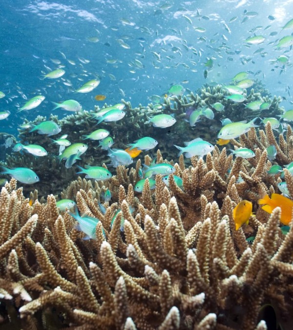 snorkelen-duiken-koraal-tropische-vissen-menjanga-pemuteran-bali