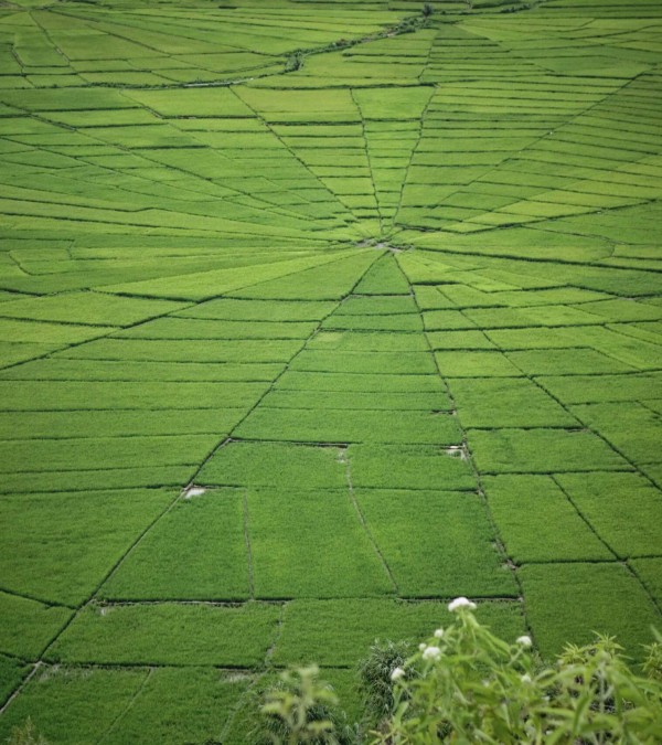 spinnenweb-rijstveld-flores