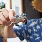 sukamade-schildpadden-java-excursie-tour-balitravel-1