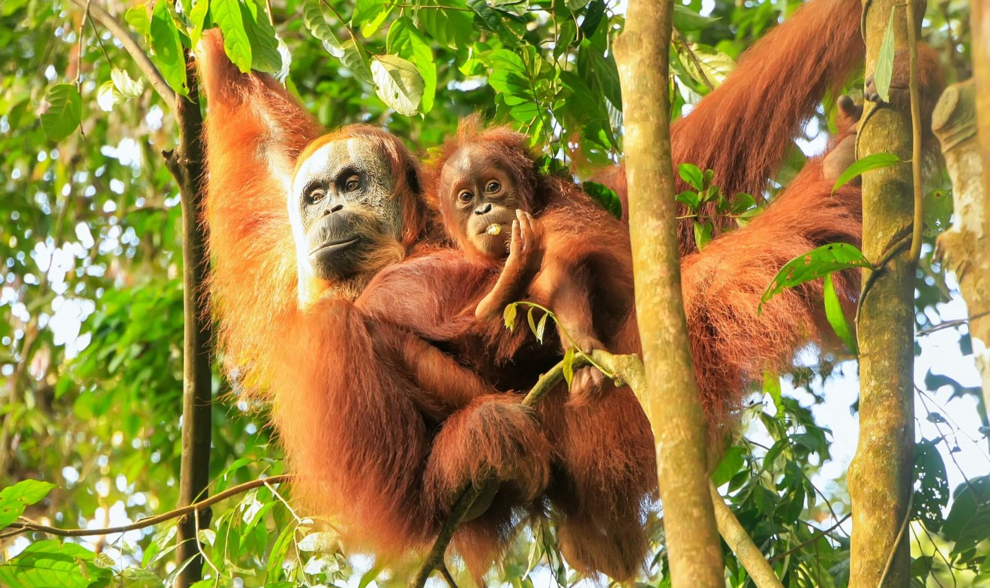 sumatra-orangutan-balitravel