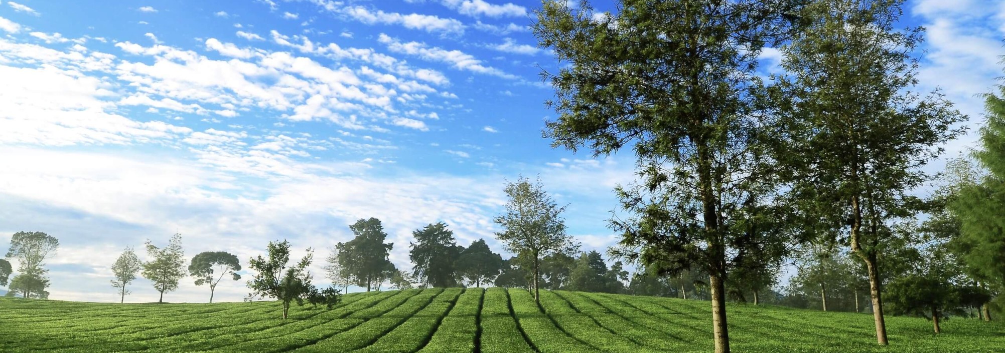 thee-plantages-malabar-java-balitravel