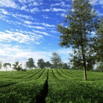 thee-plantages-malabar-java-balitravel
