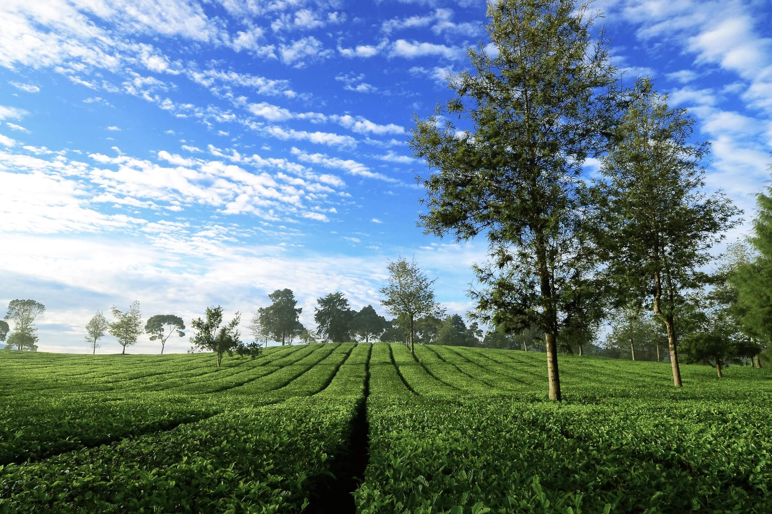 thee-plantages-malabar-java-balitravel