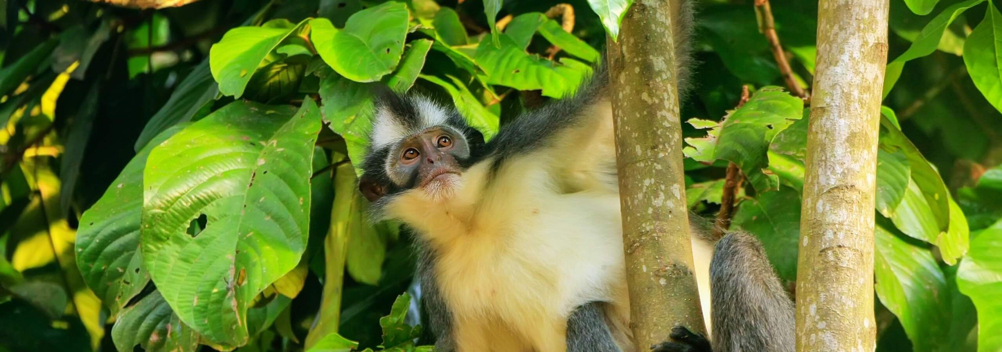 thomas-leaf-monkey-gunung-national-park-sumatra-