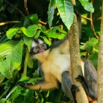 thomas-leaf-monkey-gunung-national-park-sumatra-