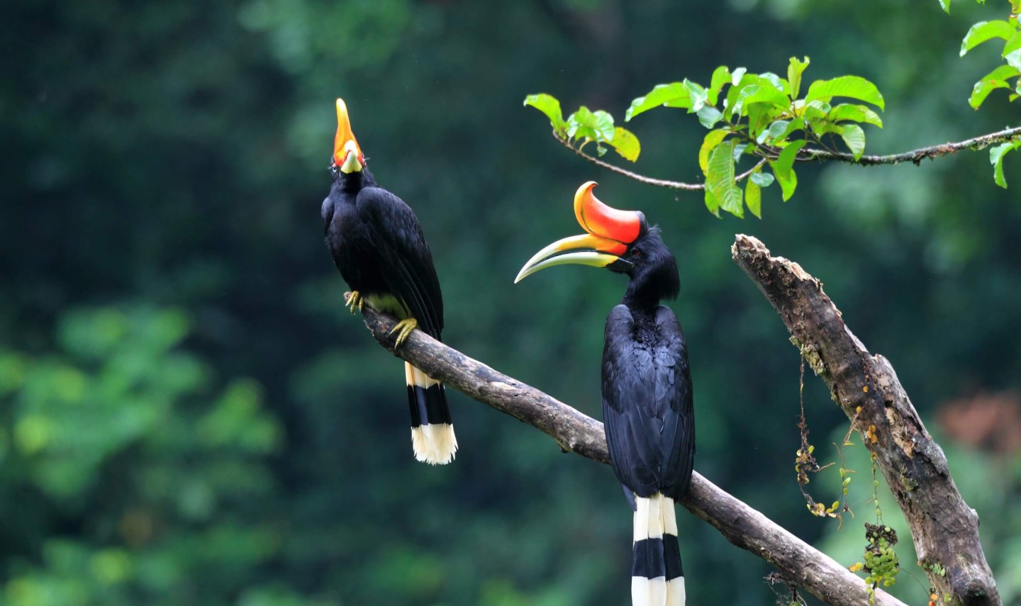 tropische-vogel-rhinoceros-hornbill-sumatra-1