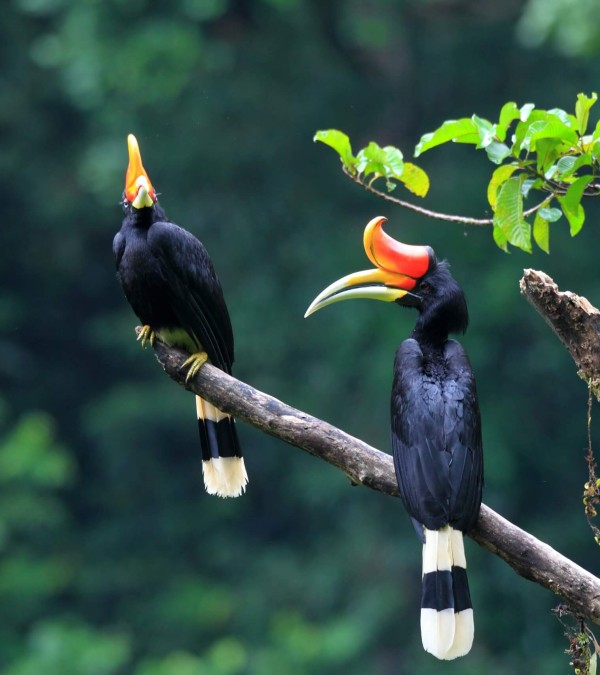 tropische-vogel-rhinoceros-hornbill-sumatra-1