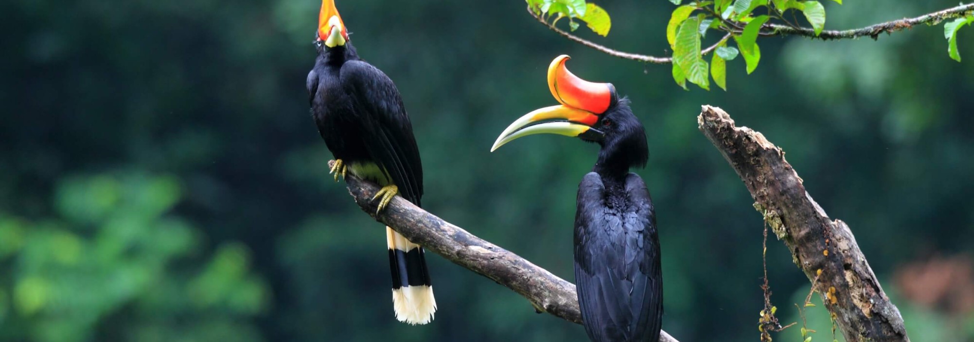 tropische-vogel-rhinoceros-hornbill-sumatra