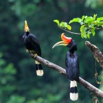 tropische-vogel-rhinoceros-hornbill-sumatra