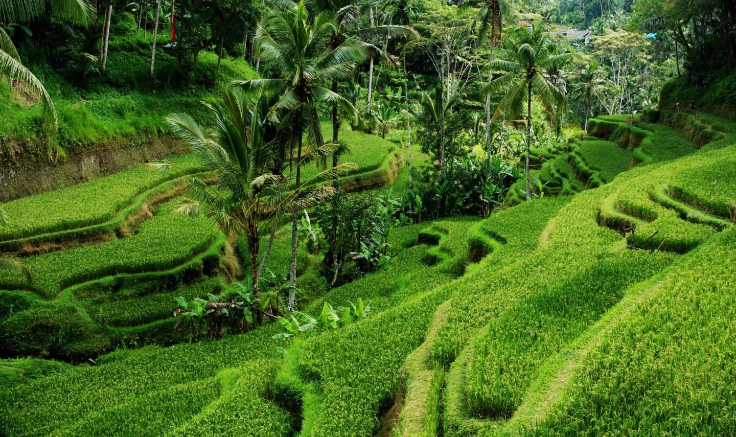 ubud-natuur-balitravel