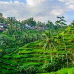 ubud-rijstterrassen-ubud-balitravel-1