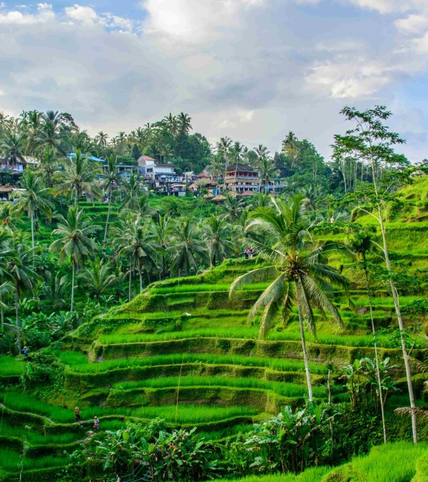 ubud-rijstterrassen-ubud-balitravel