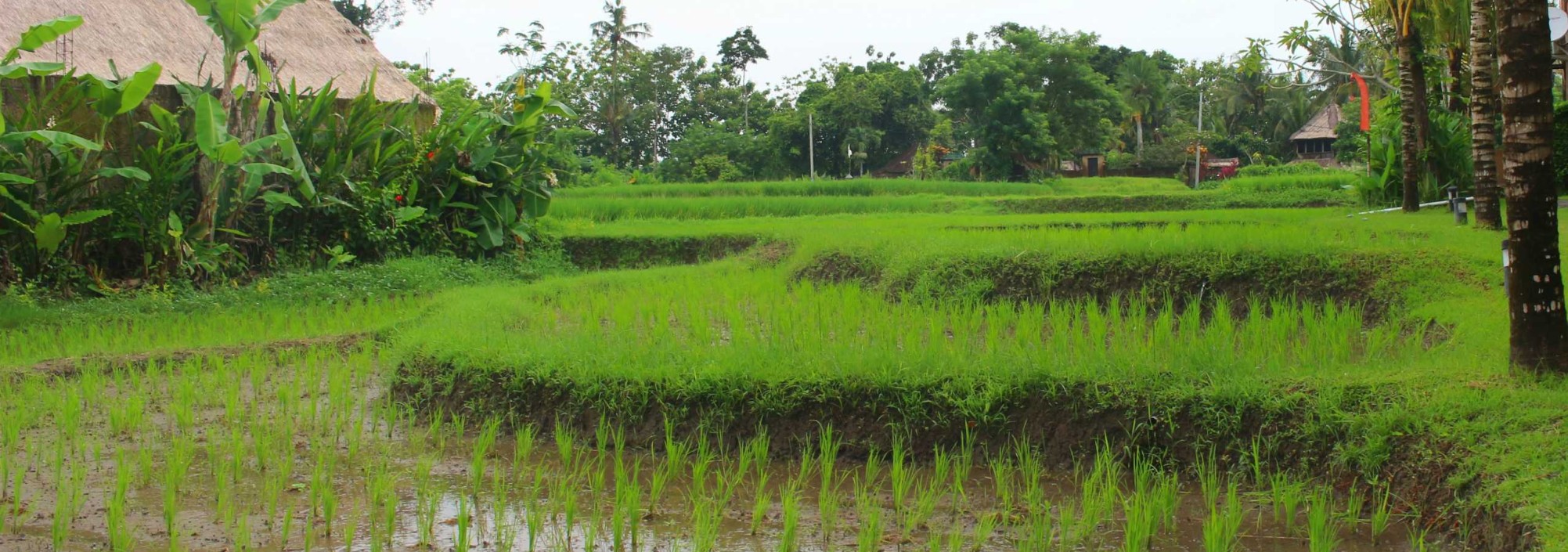 uitzicht-saren-indah-ubud-balitravel