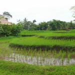 uitzicht-saren-indah-ubud-balitravel