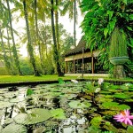 vijver-hotel-d-omah-yogyakarta-balitravel