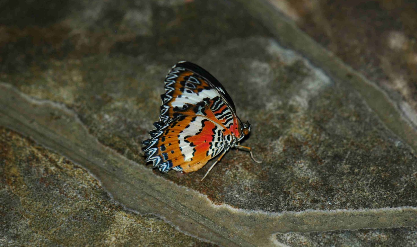 vlinderpark-bali-butterfly-balitravel