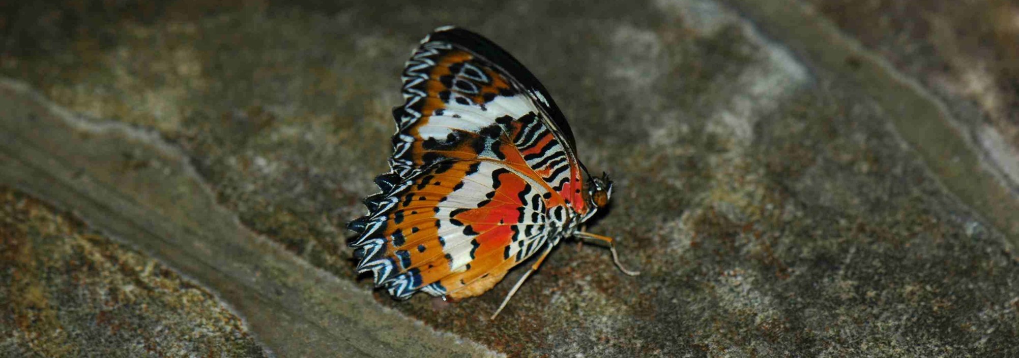 vlinderpark-bali-butterfly-balitravel