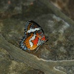 vlinderpark-bali-butterfly-balitravel