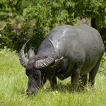 waterbuffel-op-komodo-eiland-balitravel