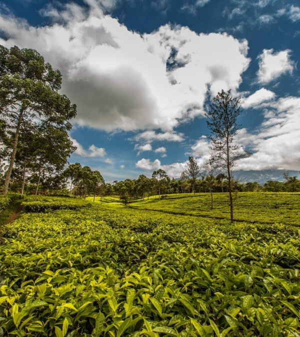 wonosobo-landschap-midden-java