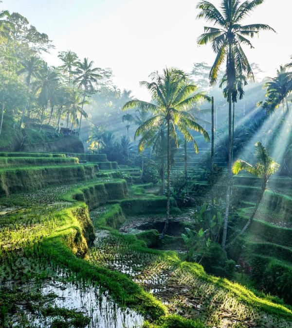 zonsopkomst-rijsterrassen-ubud-bali-1