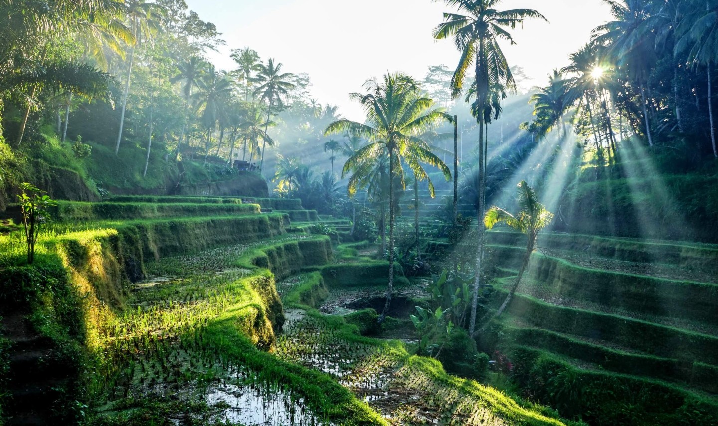zonsopkomst-rijsterrassen-ubud-bali-2