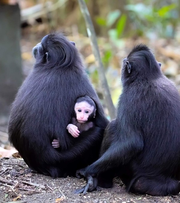 zwarte-macaca-sulawesi